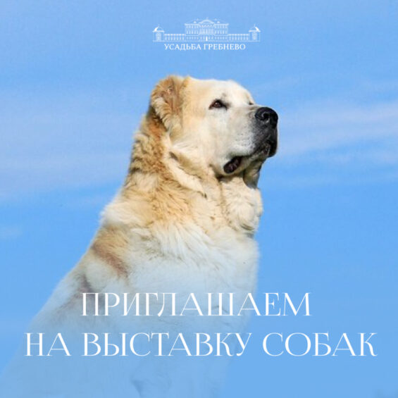 Приглашаем на выставку собак